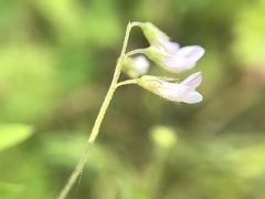Vicia pubescens