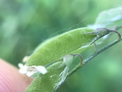 Vicia pubescens