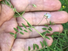 Vicia pubescens