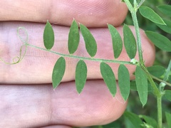 Vicia pubescens