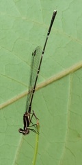 Prodasineura autumnalis