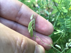 Vicia pubescens