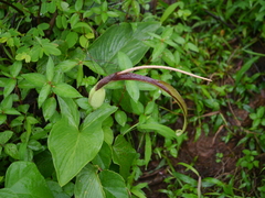 Typhonium roxburghii