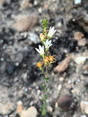 Wahlenbergia axillaris