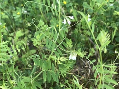 Vicia pubescens