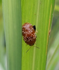 Asiophrida scaphoides