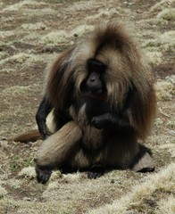 Theropithecus gelada