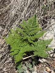 Cheilanthes leucopoda