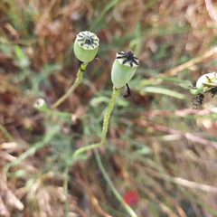 Papaver