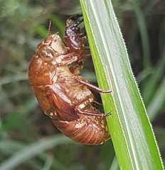 Cryptotympana mandarina