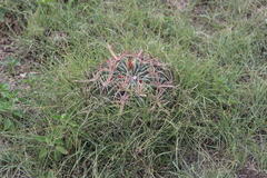 Ferocactus latispinus