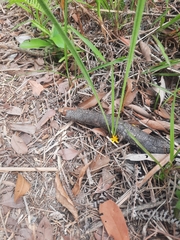 Curculigo orchioides