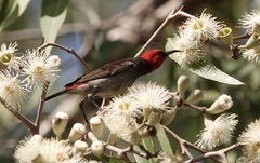 Myzomela erythrocephala