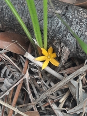 Curculigo orchioides