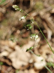 Anthoxanthum australe