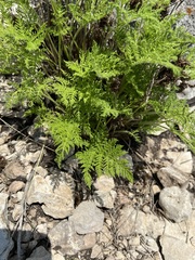 Cheilanthes leucopoda