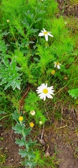 Tripleurospermum inodorum