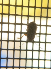 Pachybrachis tacitus