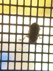 Pachybrachis tacitus