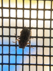 Pachybrachis tacitus