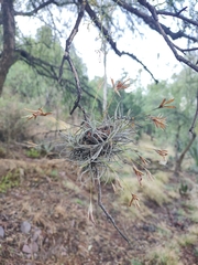 Tillandsia recurvata