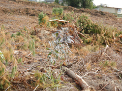 Pseudopanax crassifolius × lessonii