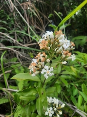 Melodinus suaveolens