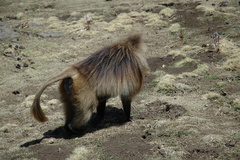 Theropithecus gelada
