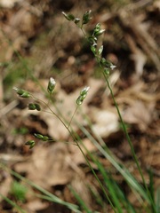 Anthoxanthum australe