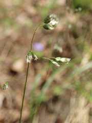 Anthoxanthum australe