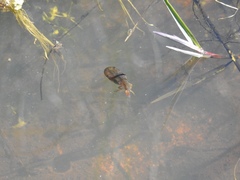 Pseudacris hypochondriaca