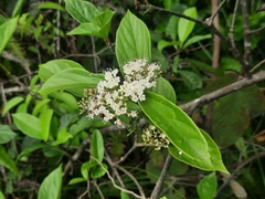 Viburnum sempervirens