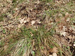 Anthoxanthum australe