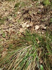 Anthoxanthum australe