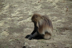 Theropithecus gelada