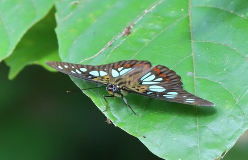 Green False Acraea
