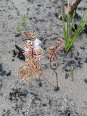 Eriospermum dielsianum