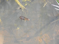 Pseudacris hypochondriaca