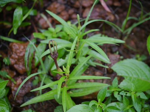 Ceropegia attenuata