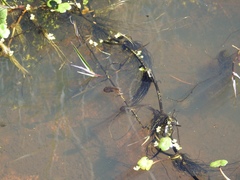 Pseudacris hypochondriaca