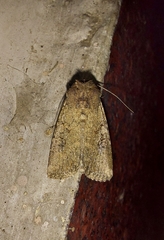 Noctuidae
