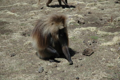 Theropithecus gelada