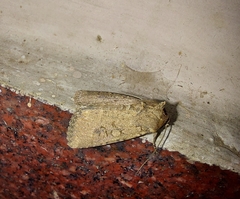 Noctuidae