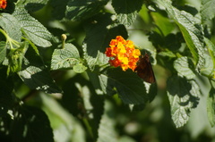 Miltomiges cinnamomea