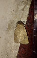 Noctuidae