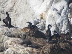 Phalacrocorax neglectus