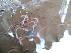 Lumbriculus variegatus