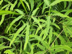 Dicranopteris pedata