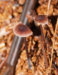 Mycena vinacea