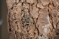 Chlorophorus macaumensis